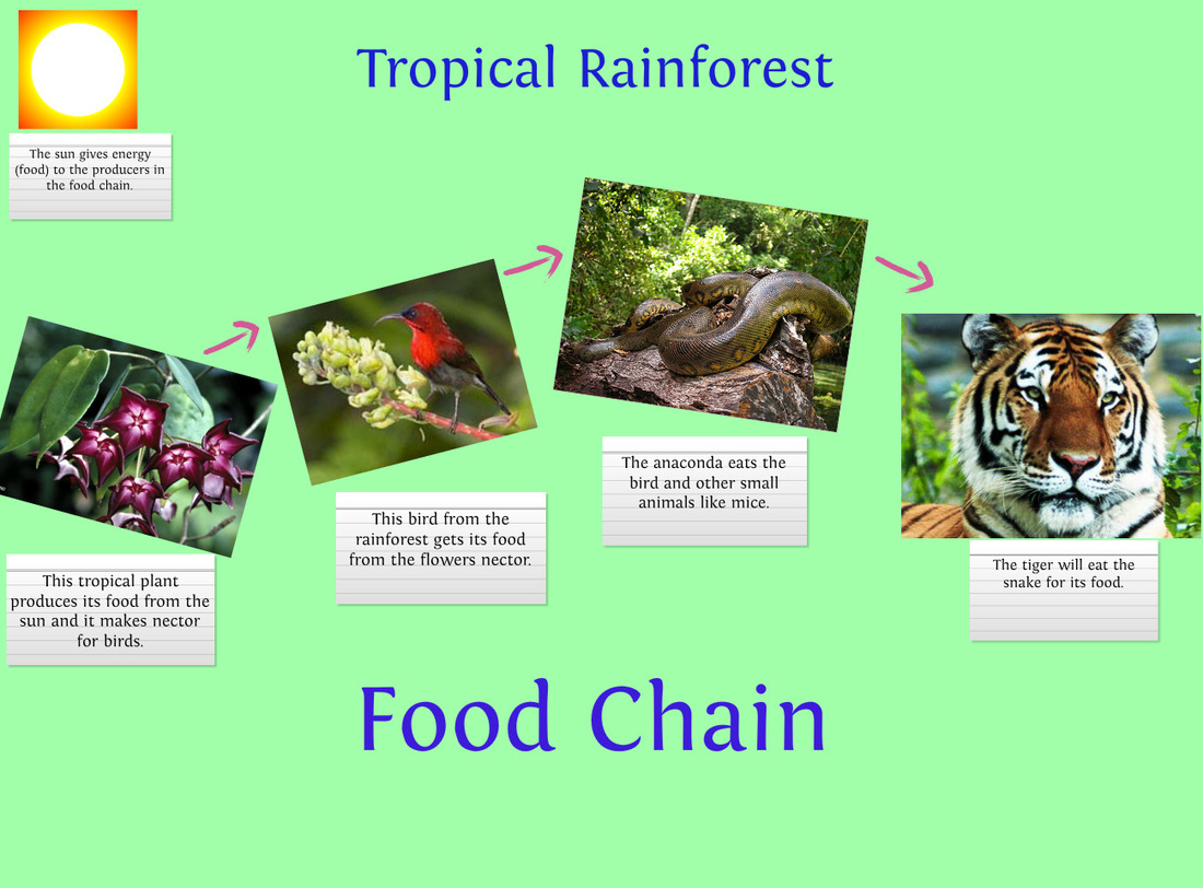 Amazon Rainforest Animals Food Chain - Zara Anderea
